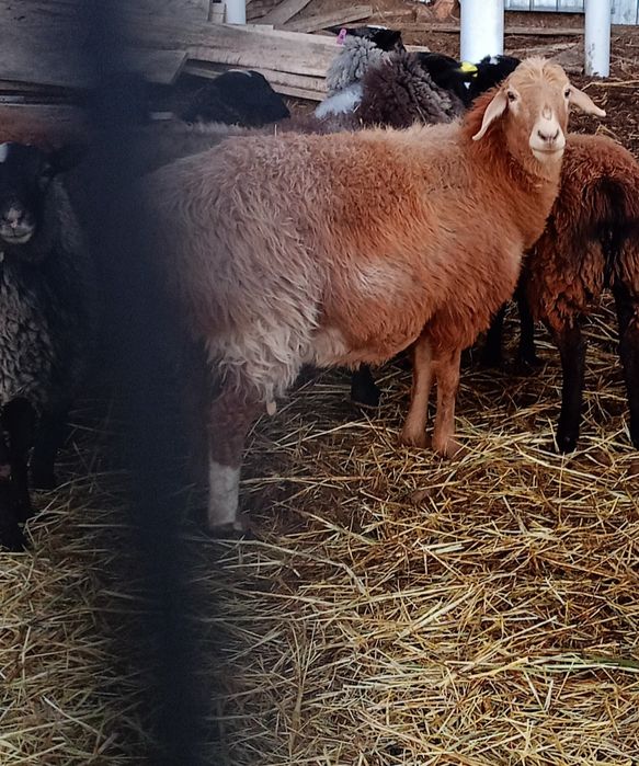 Овца овца овца овца