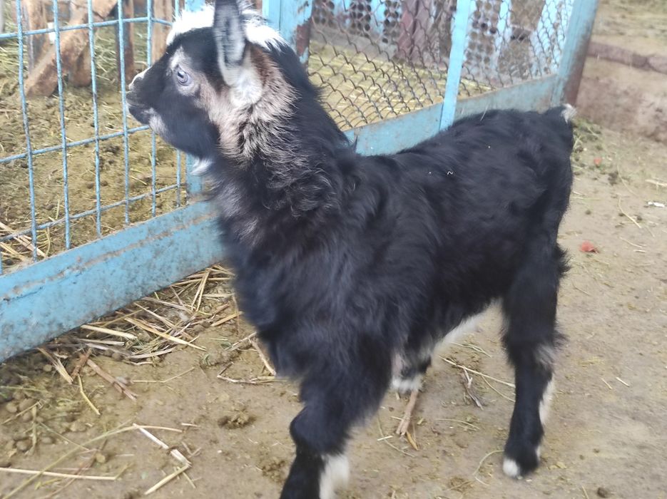 Продам козочку породы