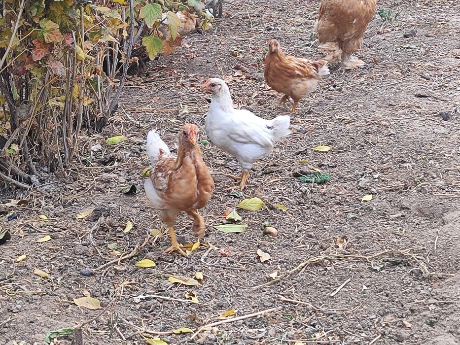 Продам цыплят 2 месячные