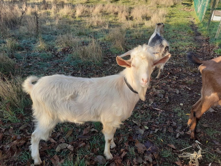 Țap de vinzare , fătat anul acesta
