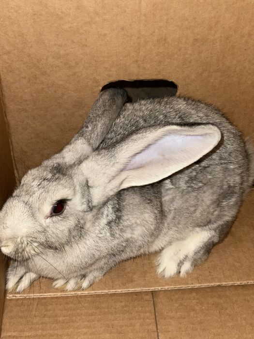 Отдам домашнего кролика