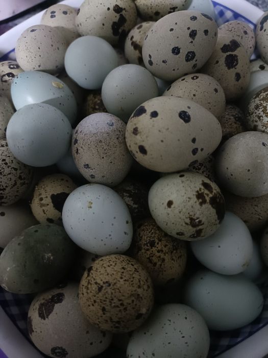 De vânzare ouă proaspete de prepeliță