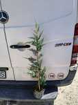leylandii 100cm producator