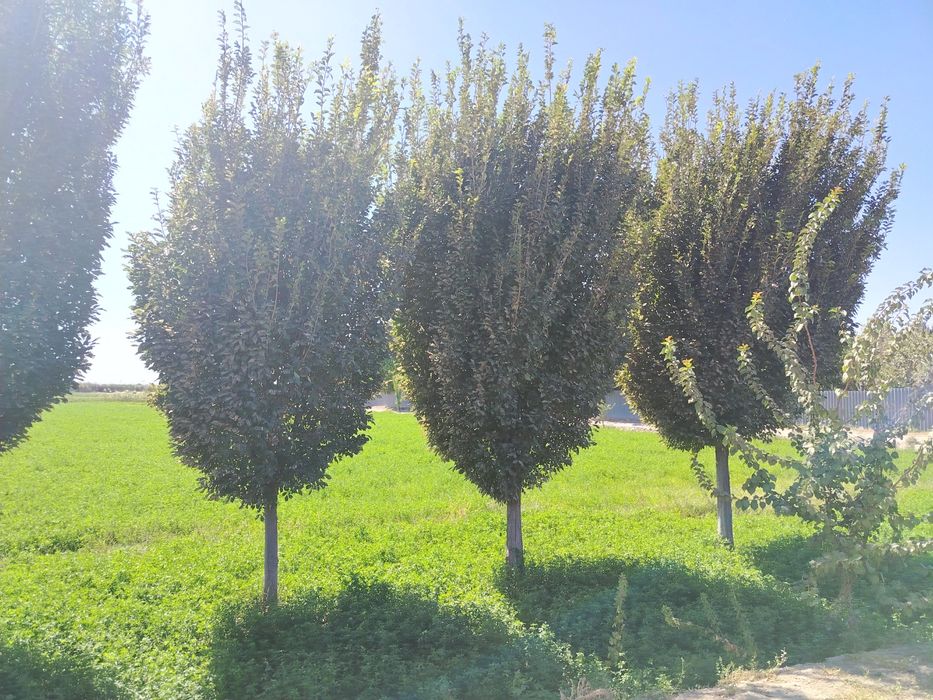 Декаративни дарахтларни сотамиз
