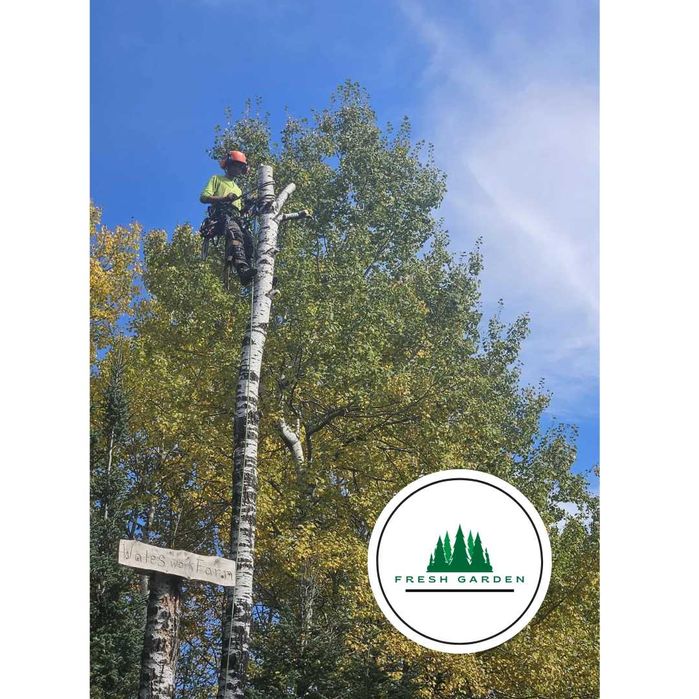 Servicii Arboristică Profesionale-Tăieri,Toaletări,Curatari Copaci