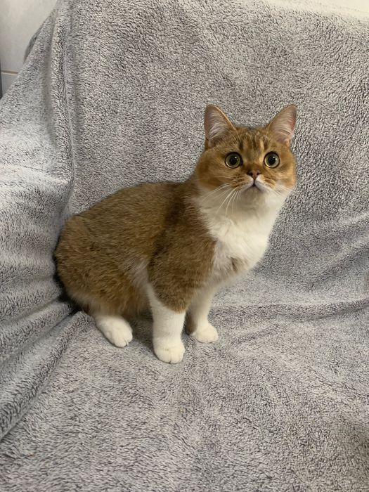 British shorthair golden cu pedigree