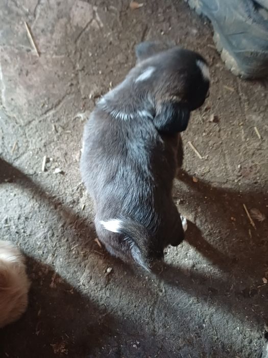 Donez cățelușe pitice