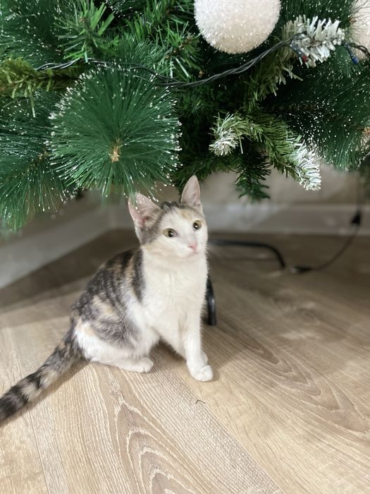 Отдам даром хорошие руки котенка