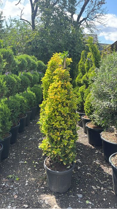 Plante ornamentale de orice specie mesteacan leylandii laur