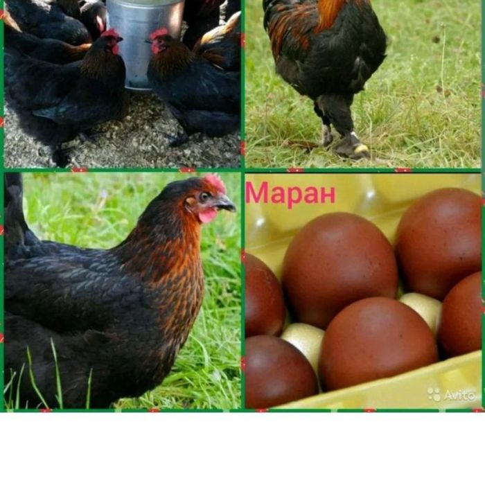 Продам цыплят кур Маран