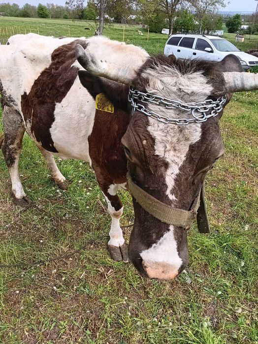 Vand vaca cu lapte. A 4-a fatare. Bălțată romaneasca.