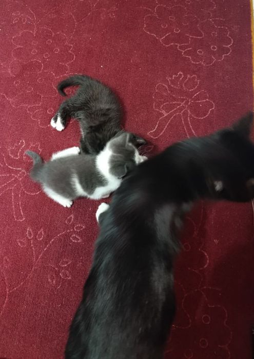 Мушукчалар яхши  мехрибон кулларга топширилади