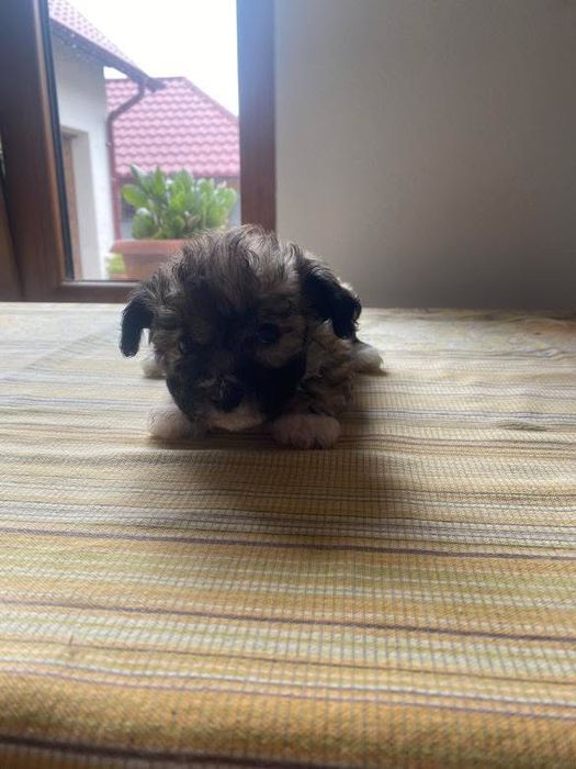 vand caini maltipoo