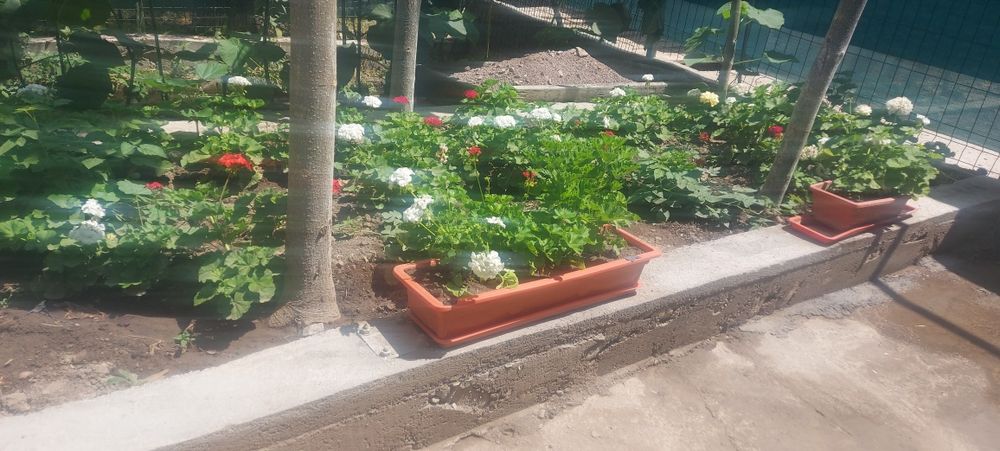 Герань кросата природы