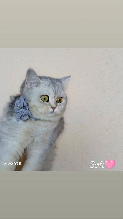 Strayt Serebristiy shinshila