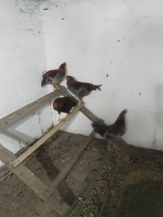 Петухи петухи петухи