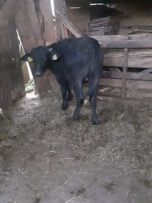 Vând viței de bivol