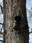 ForestCamLive F7Gps 4G Camera vanatoare Live