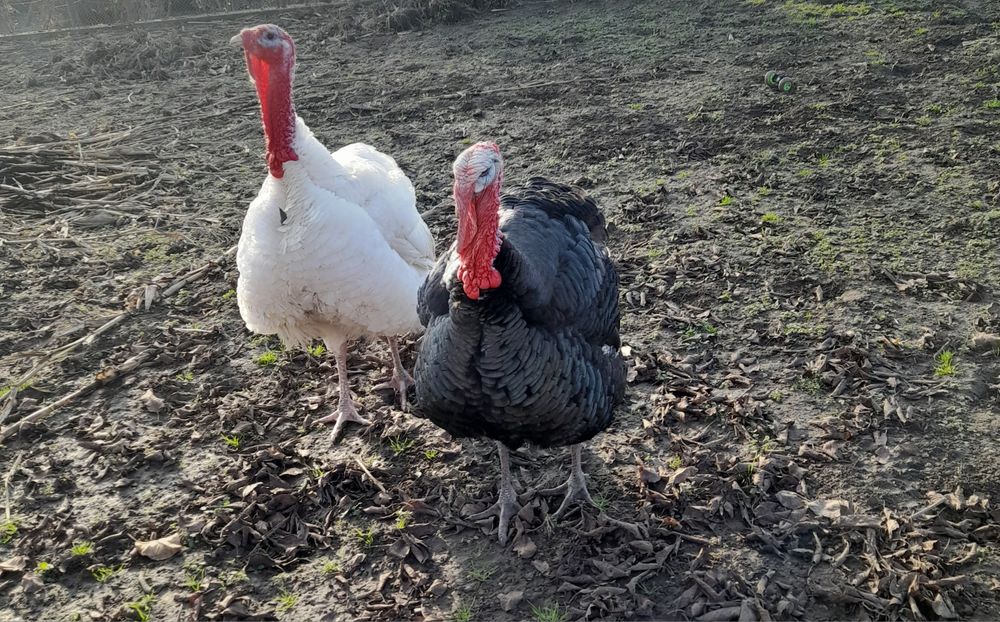 Vând 2 curcani alb și negru