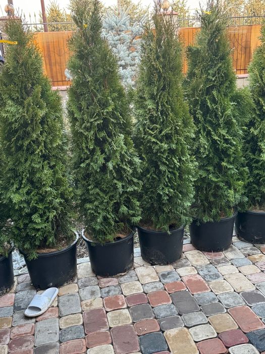 Туя Смарагд, 1м, 1,5м