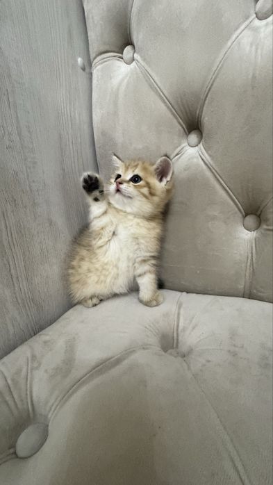 Продаётся чистокровный котята золотая шиншилла