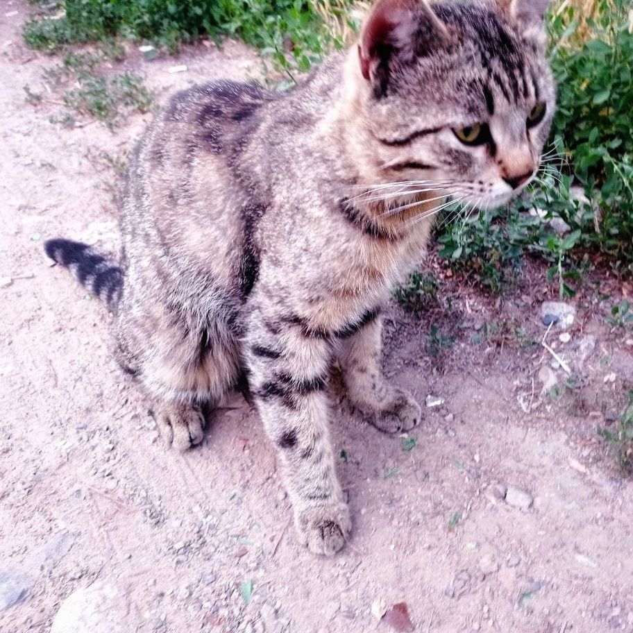 Кот Барсик ищет новый дом