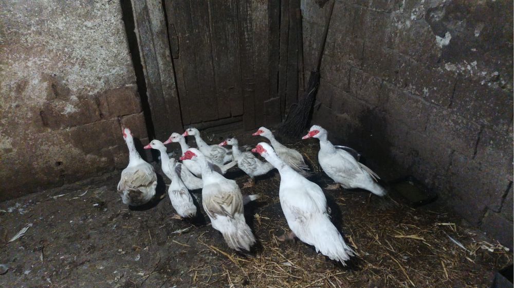 Rate de vânzare 50 de lei