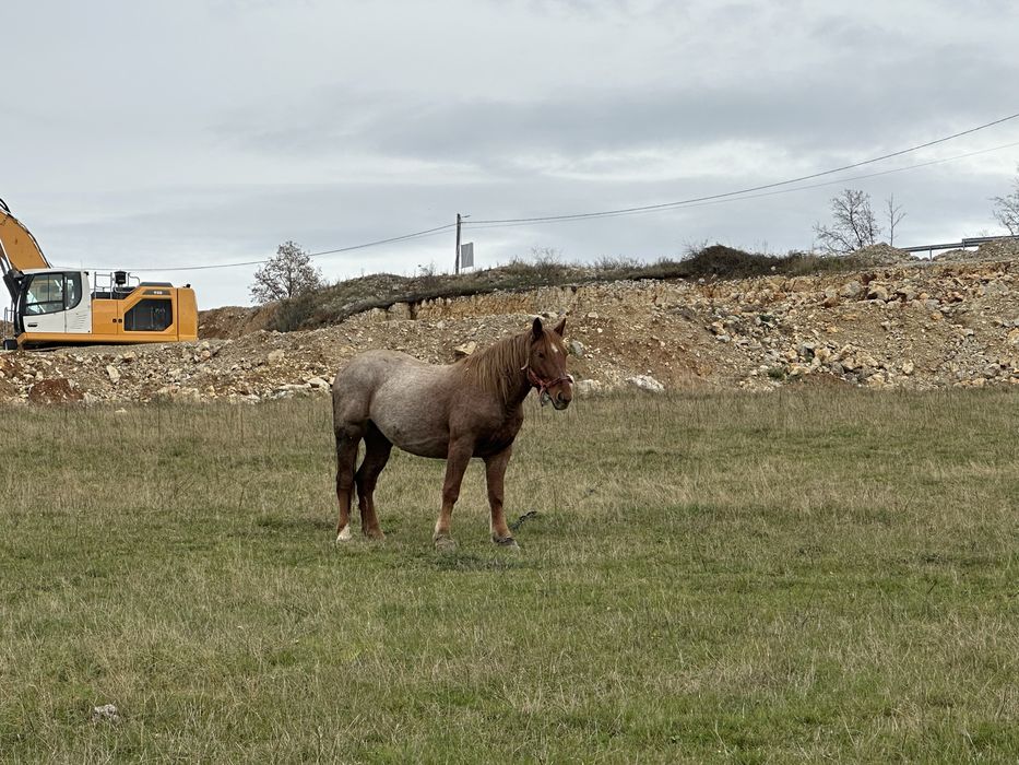 Vand iapa de 4 ani cu manz de 7 luni