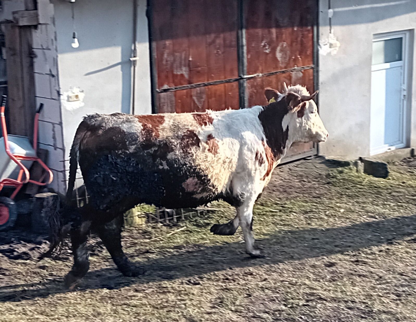 Vând junincă gestanta