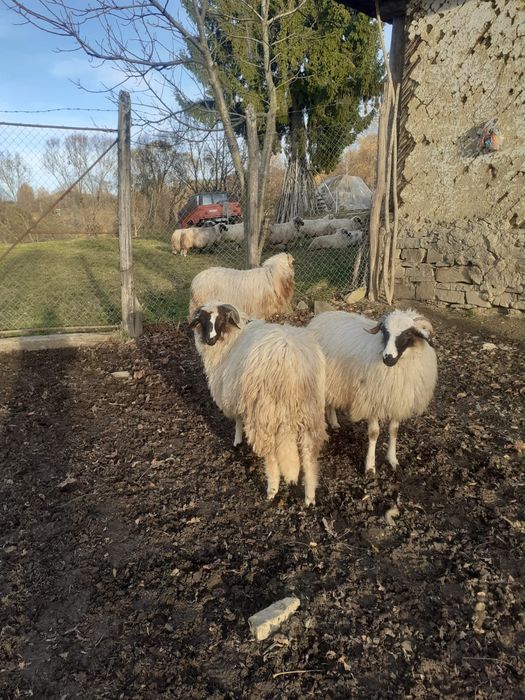 12 oi si 3 carlani 1 berbec