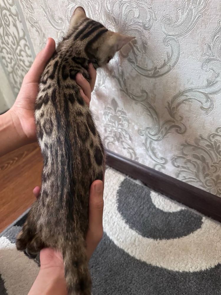 Котята бенгальские