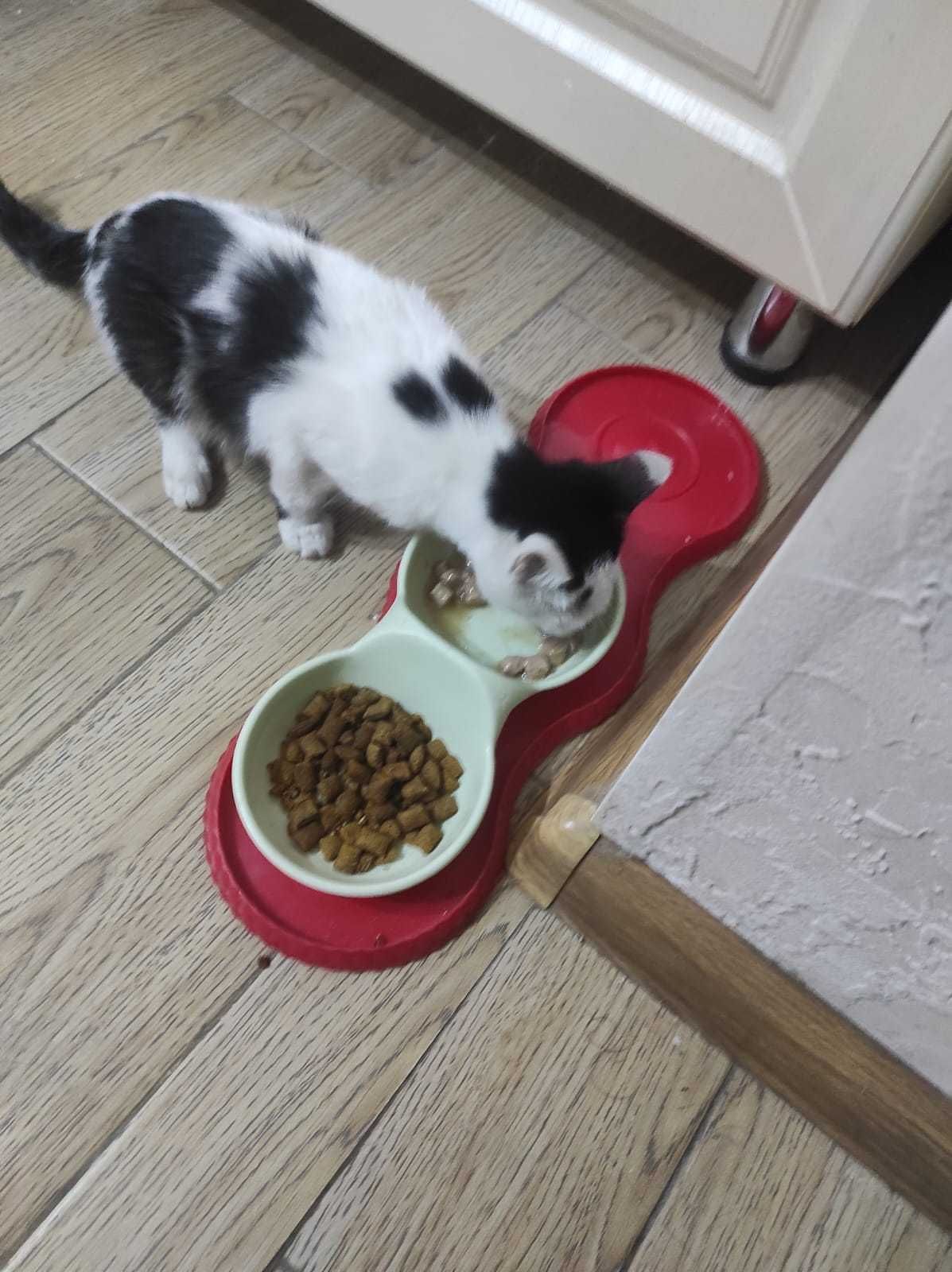 Ухоженный котёнок 2 месяца г. Ленгер