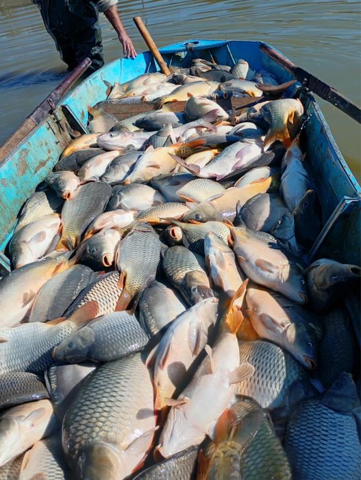 Шаран за консумация и зарибител