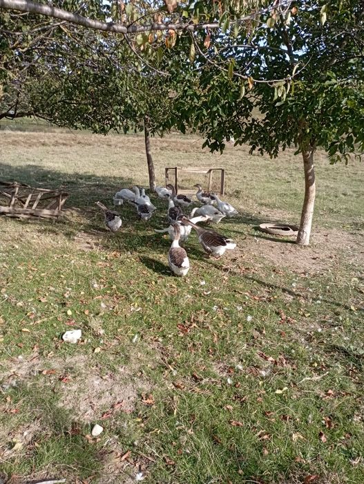 Vând gâște tinere