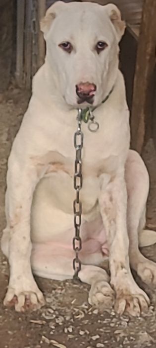 Продам собаку  порода алабай  сучка