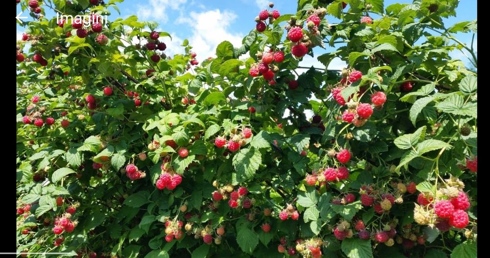 Afin Zmeur Mur butasi