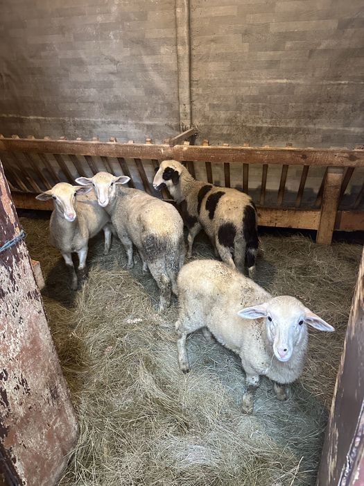 Продавам Хубави Агнета