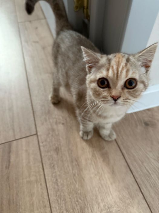 Котята скоттиш страйт