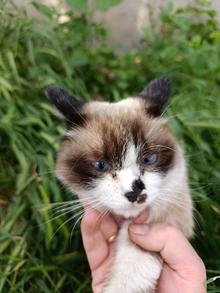 Найдена кошечка(кот)