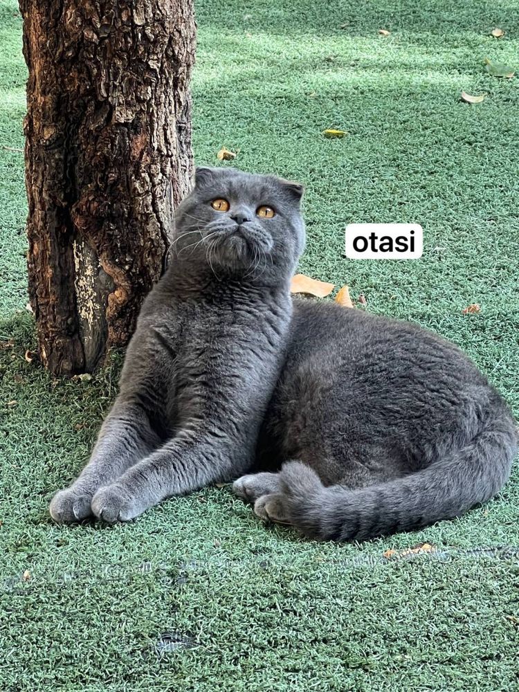scottish fold кошка