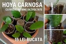 Vând pui de Hoya Carnosa, fiecare cu rădăcini vizibile.
