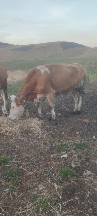 Vînd vaca de 5 ani