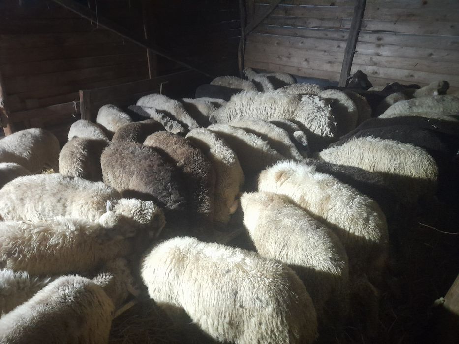 Vind miei de Sf sarbatori de Paste production 2025 rasa de carne