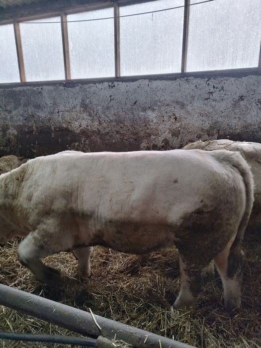 Tauri viței (charolaise, BR, BNR)
