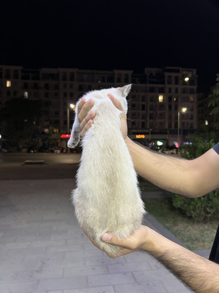 Котик с хорошым характером. 400 тысяч. Поговорим по цене)