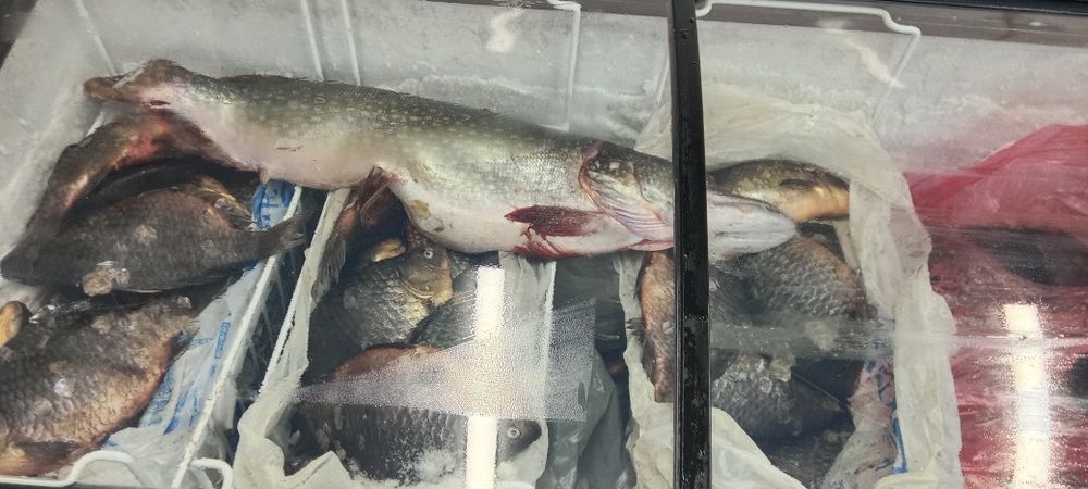 Продам рыбу из Тургайа