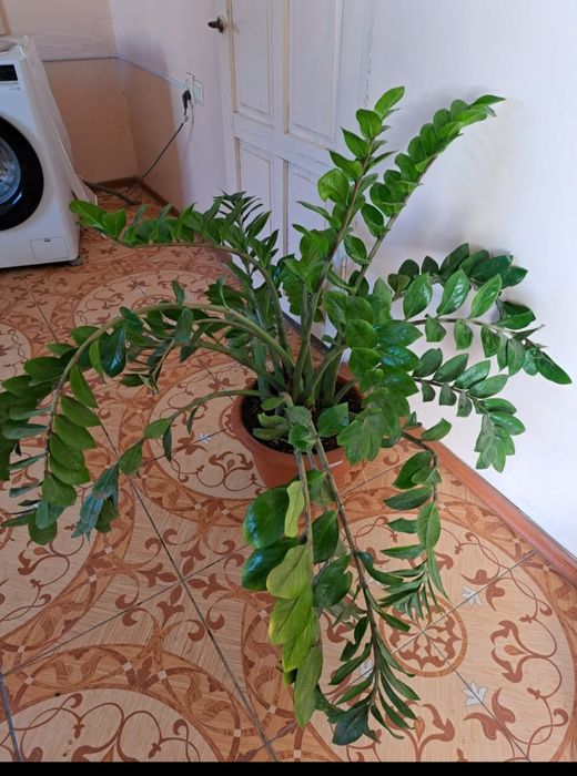 Домашние цветы в горшке