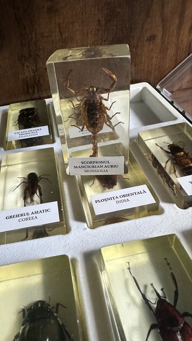 Colectie insecte DeAgostini