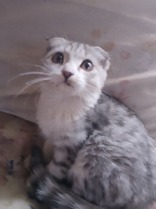 Породистый котенок пишак