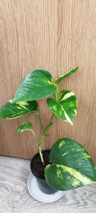 Цветя за продажба!